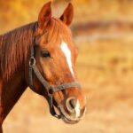 horse, brown, head, brown horse, bridle, equine, farm animal, stallion, animal portrait, horse head, nature, animal, mammal