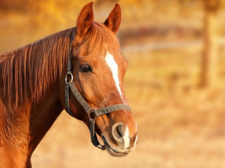 horse, brown, head, brown horse, bridle, equine, farm animal, stallion, animal portrait, horse head, nature, animal, mammal