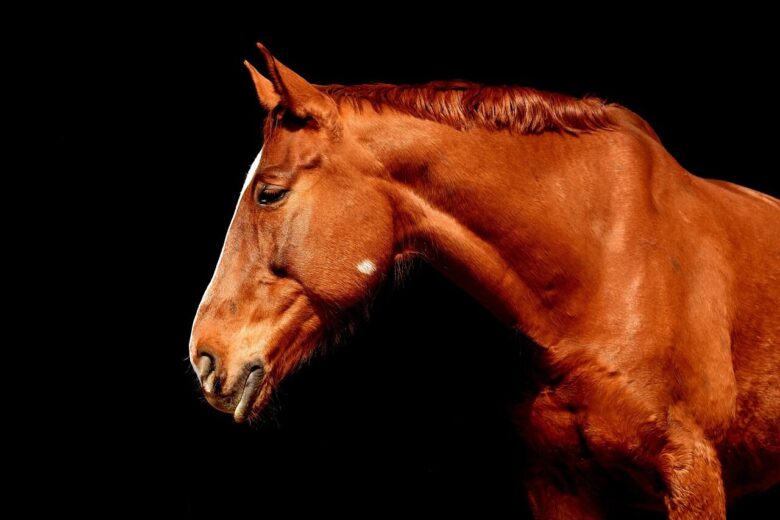 horse, brown, portrait, equine, mane, stallion, brown horse, mammal, nature, animal, animal world, animal portrait