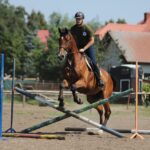 horse, horse jumping, nature, show jumping, equestrian