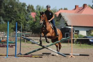 horse, horse jumping, nature, show jumping, equestrian