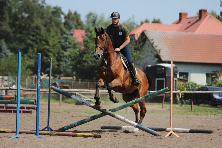 horse, horse jumping, nature, show jumping, equestrian
