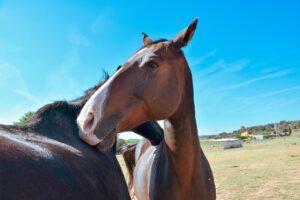 horse, horses, equine, animal, nature, riding, equestrian, wild, freedom, liberty, natural horsemanship, cheval, pferde, caballo