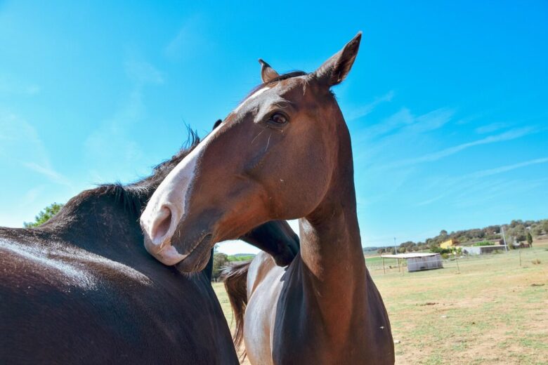 horse, horses, equine, animal, nature, riding, equestrian, wild, freedom, liberty, natural horsemanship, cheval, pferde, caballo