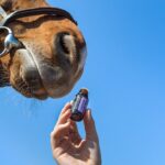 horses, essential oil, doterra, oil, therapy, aromatherapy, essential, health, herbal, oils, alternative, aromatic, wellness, relaxation, herbs, aroma, liquid, healthy, nature, medicine, glass, pharmacy, label, quality, lavender, animal, blue health, blue healthy, blue wellness, blue medicine, blue therapy