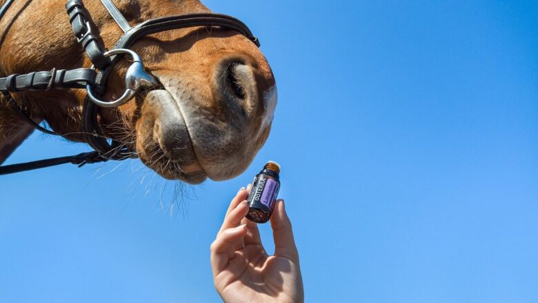 horses, essential oil, doterra, oil, therapy, aromatherapy, essential, health, herbal, oils, alternative, aromatic, wellness, relaxation, herbs, aroma, liquid, healthy, nature, medicine, glass, pharmacy, label, quality, lavender, animal, blue health, blue healthy, blue wellness, blue medicine, blue therapy