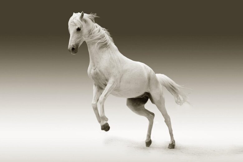 horse, mare, animal, female horse, nature, white horse, mammal, equine, portrait
