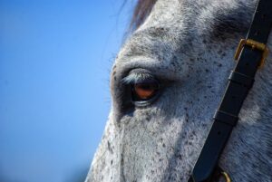 horse, nature, gray, eye, gray horse, horse eye, equine, stallion, animal, mammal, portrait, horse portrait, horse details, close up