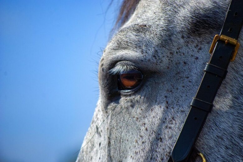 horse, nature, gray, eye, gray horse, horse eye, equine, stallion, animal, mammal, portrait, horse portrait, horse details, close up