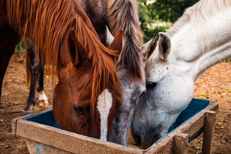 horses, animals, farm, feed, horse feeder, nature, equines, heads, eat