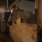horses, farm, whitehorse, animal, bogor, nature, horses, animal, animal, animal, animal, animal, nature, nature, nature