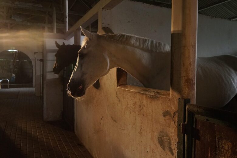 horses, farm, whitehorse, animal, bogor, nature, horses, animal, animal, animal, animal, animal, nature, nature, nature