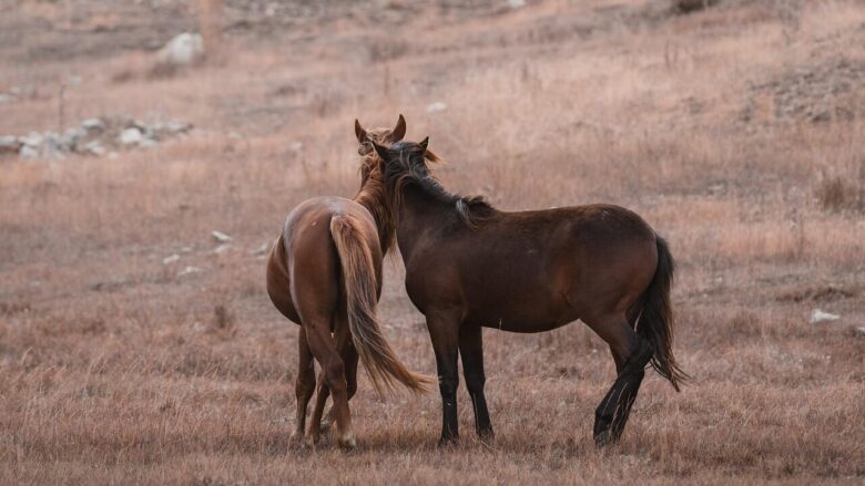horses, animal, stallion, mammal, equine, wilderness, equestrian, steppe, brown horse, nature, untamed, mountain
